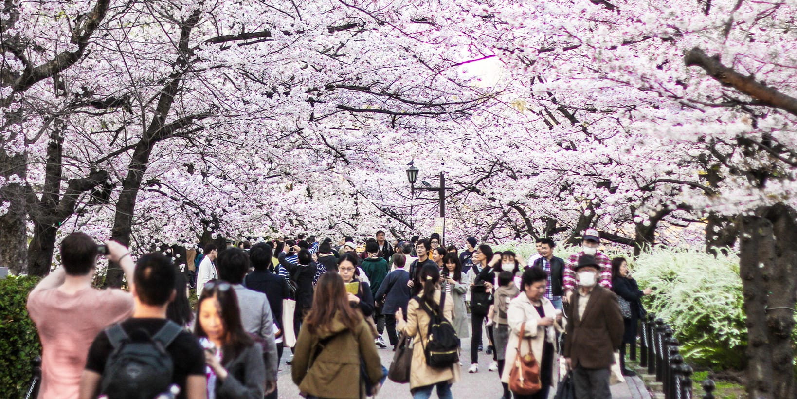 How Much Does a Week in Tokyo During Cherry Blossom Season Actually Cost for a Group in 2026
